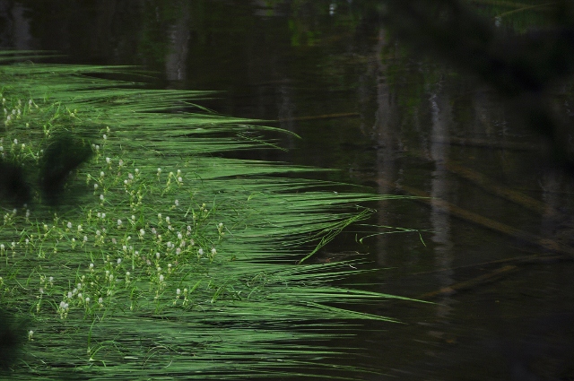 Nymph Lake